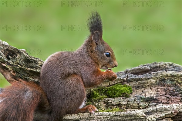 Cute Eurasian red squirrel