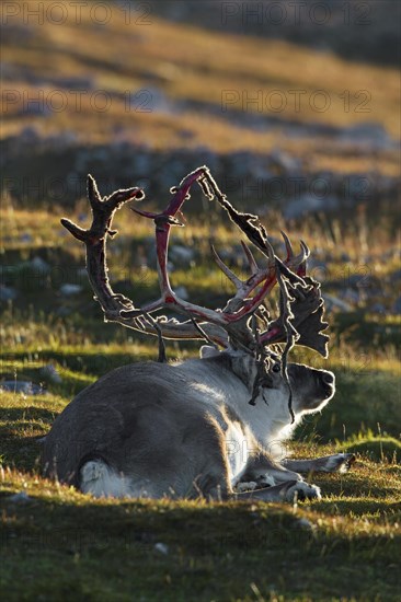 Svalbard reindeer