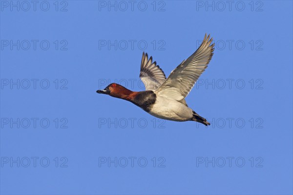 Common pochard