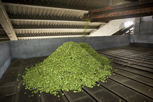 Harvesting of hops