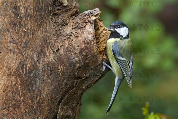 Great Tit