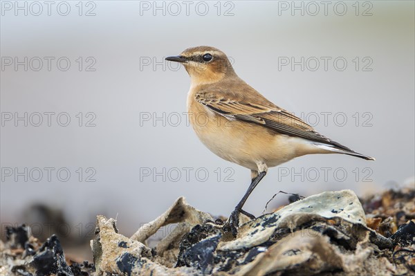 Northern Wheatear