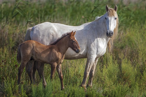 White mare with brown foal