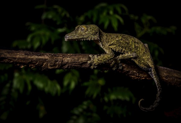 Leaf-tailed gecko