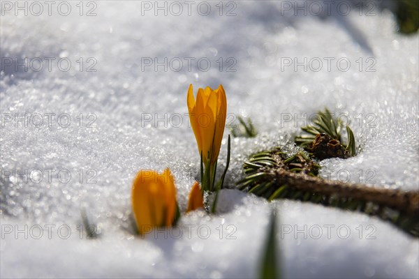 Crocuses push through the snow cover after a warm winter