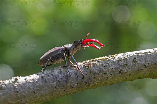 European stag beetle