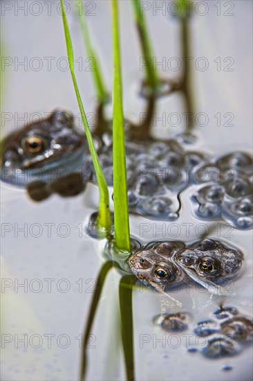 European common brown frogs