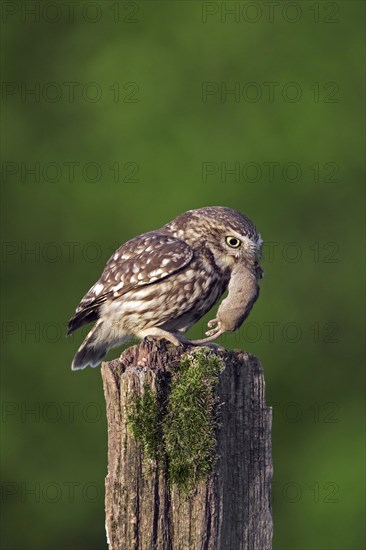 Little owl