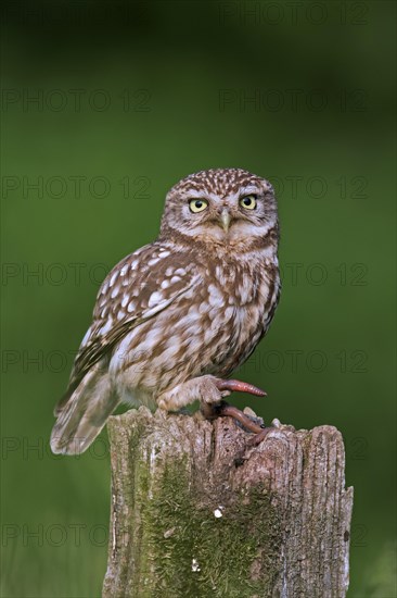 Little owl