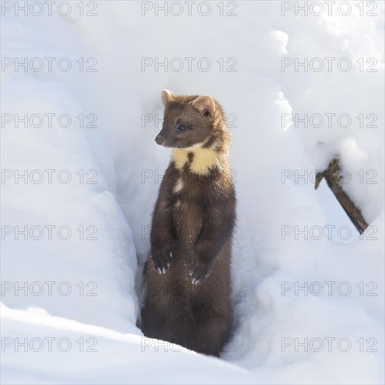 Close up portrait of European pine marten