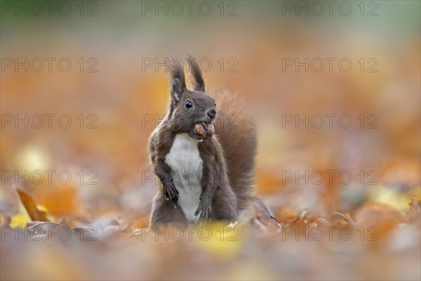 Cute Eurasian red squirrel