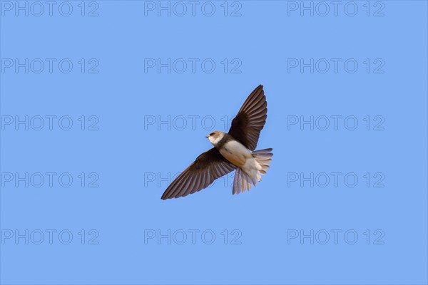 European sand martin