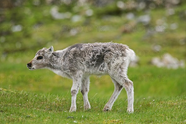 Reindeer