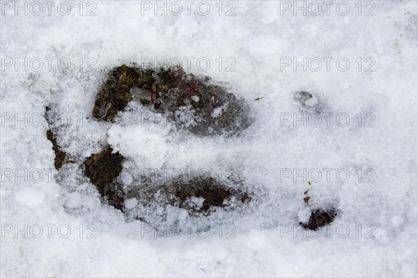 Svalbard reindeer