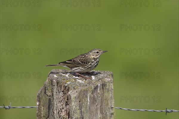 Meadow pipit