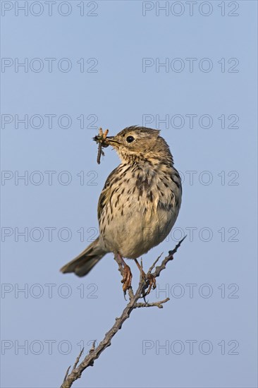 Meadow pipit