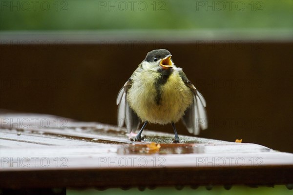 Great Tit