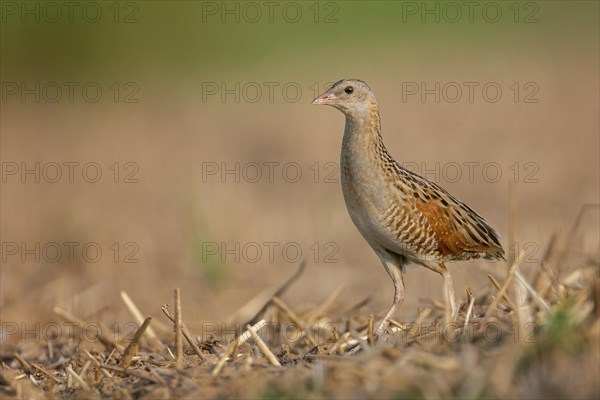 Corn crake