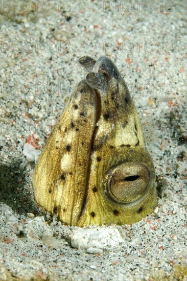 Blackfin snake eel