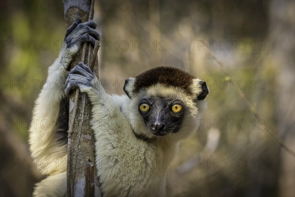 Larval sifaka