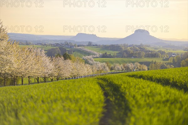 Cherry avenue on the Adamsberg with a view of the Koenigstein Fortress and the Lilienstein