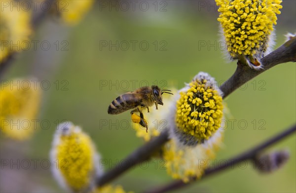 Bees gather nectar on willow catkins in the first warm rays of sunshine