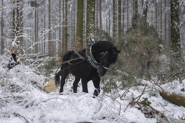 Winter in the Ore Mountains