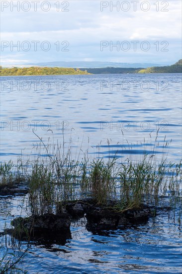 Reeds in golden evening sunlight on the lake known as Lough Gill. Sligo