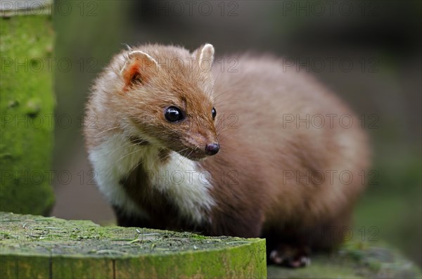 Beech marten