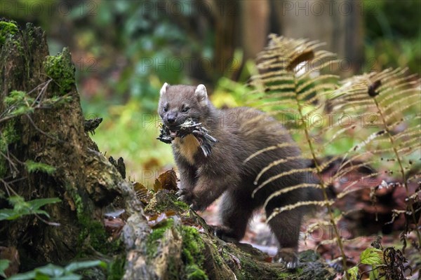 European pine marten