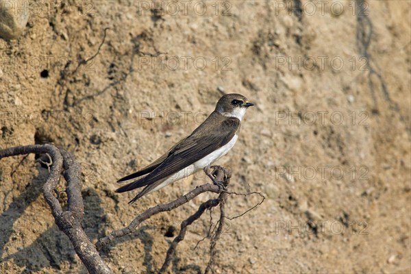 European sand martin