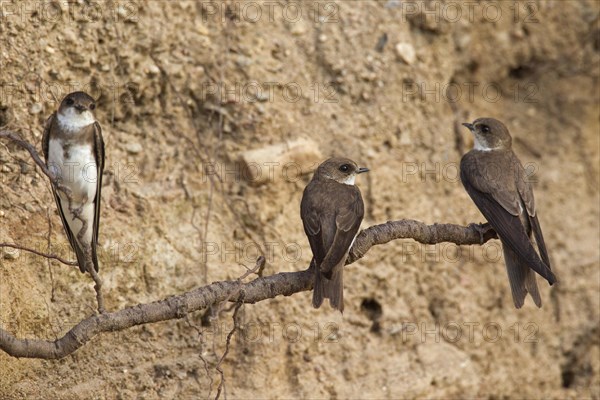 Three European sand martins