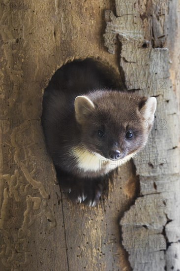 European pine marten