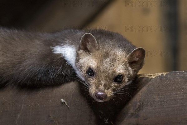 Beech marten