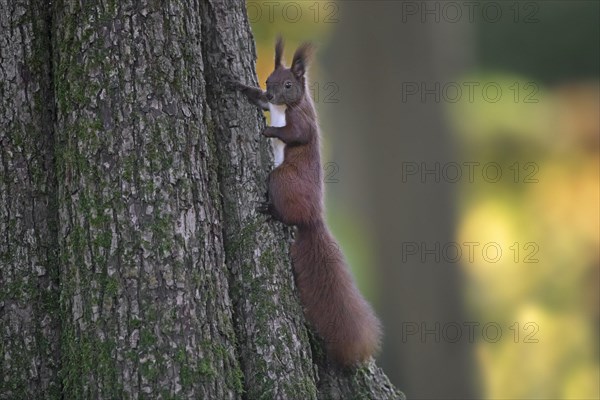 Cute Eurasian red squirrel