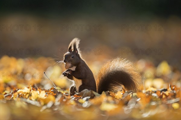 Cute Eurasian red squirrel