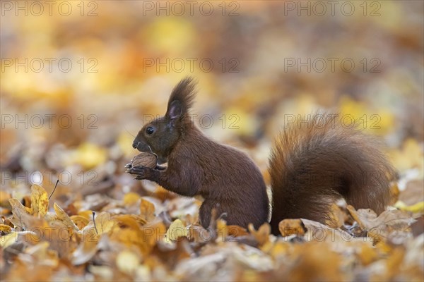 Cute Eurasian red squirrel