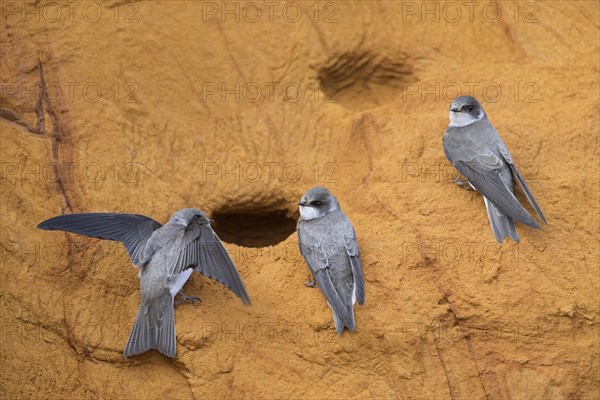 Three sand martins