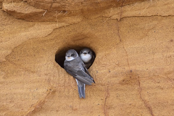 Couple of sand martins