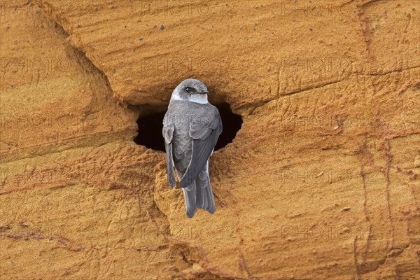 European sand martin