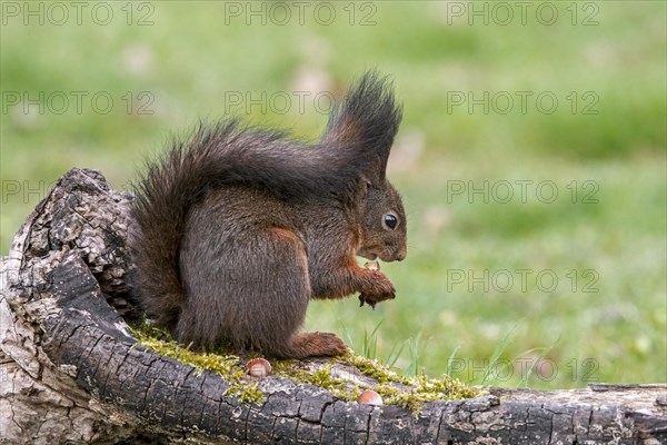 Cute Eurasian red squirrel