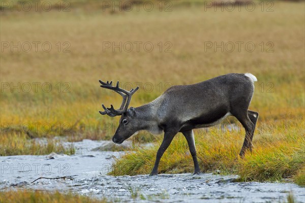 Reindeer