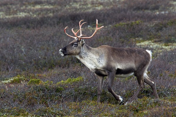 Reindeer