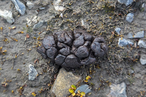 Close-up of fresh droppings from Svalbard reindeer