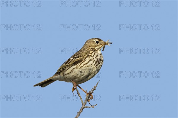 Meadow pipit