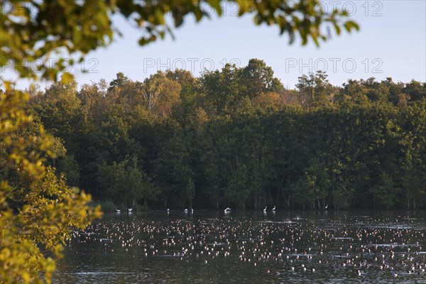 Flock of common pochards