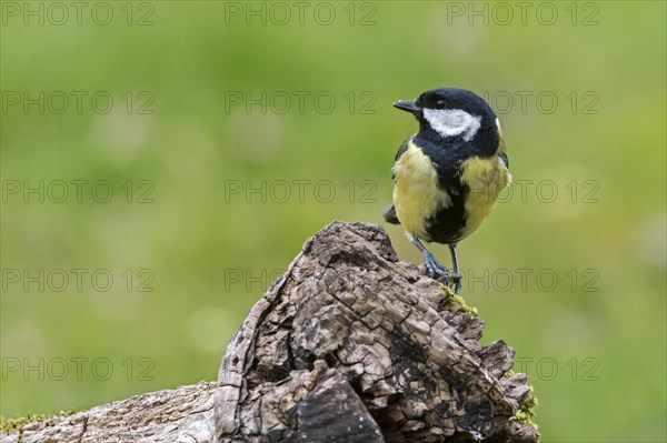 Great tit