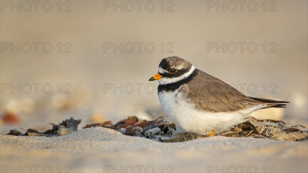 Ringed Plover