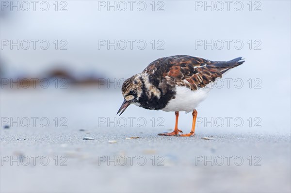 Ruddy turnstone