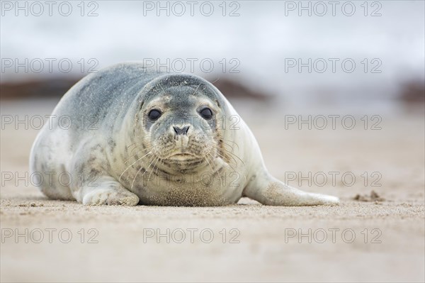 Harbor seal